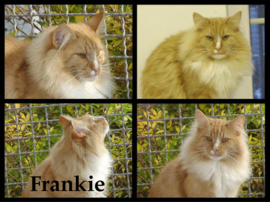 Frankie-Kater-klein