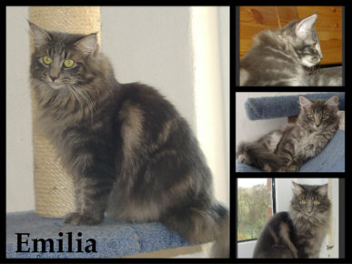Emilia-Katzen-klein