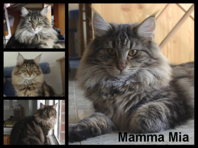 MammaMia-Katzen-klein