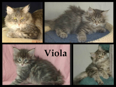 Viola-Katzen-klein